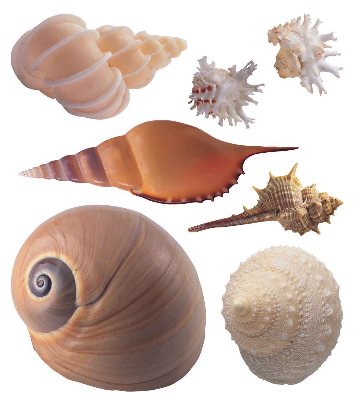 Seashell PNG    图片编号:37076