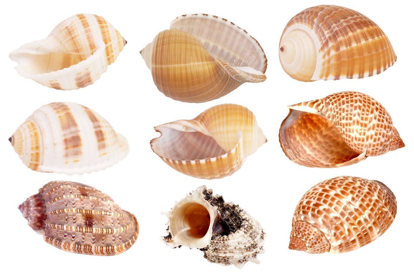 Seashell PNG    图片编号:37112