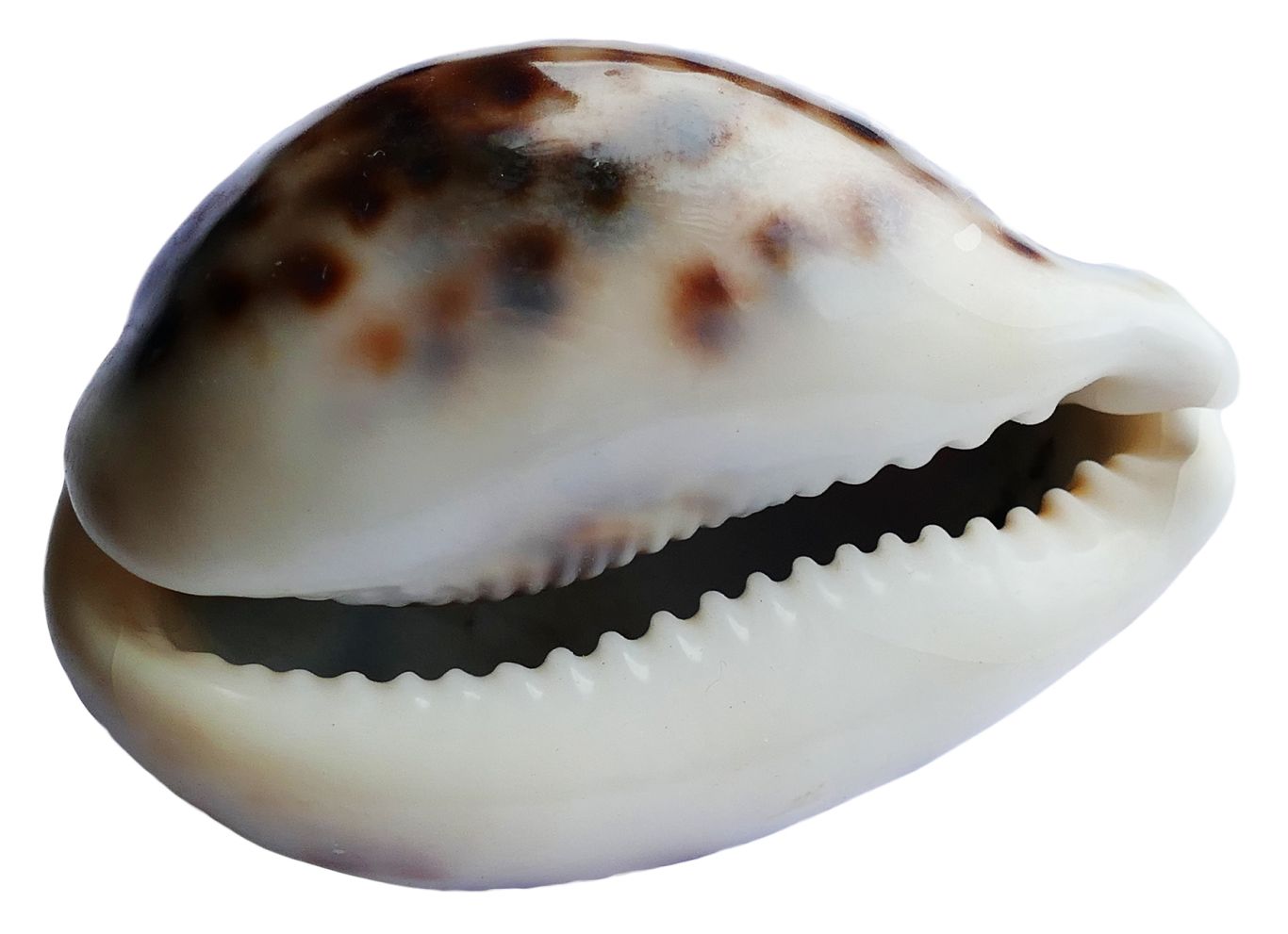 Seashell PNG    图片编号:37117