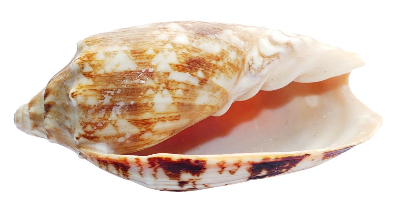 Seashell PNG    图片编号:37118