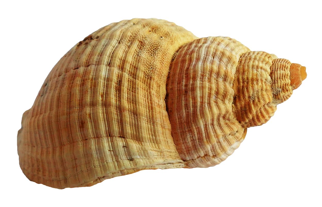 Seashell PNG    图片编号:37119