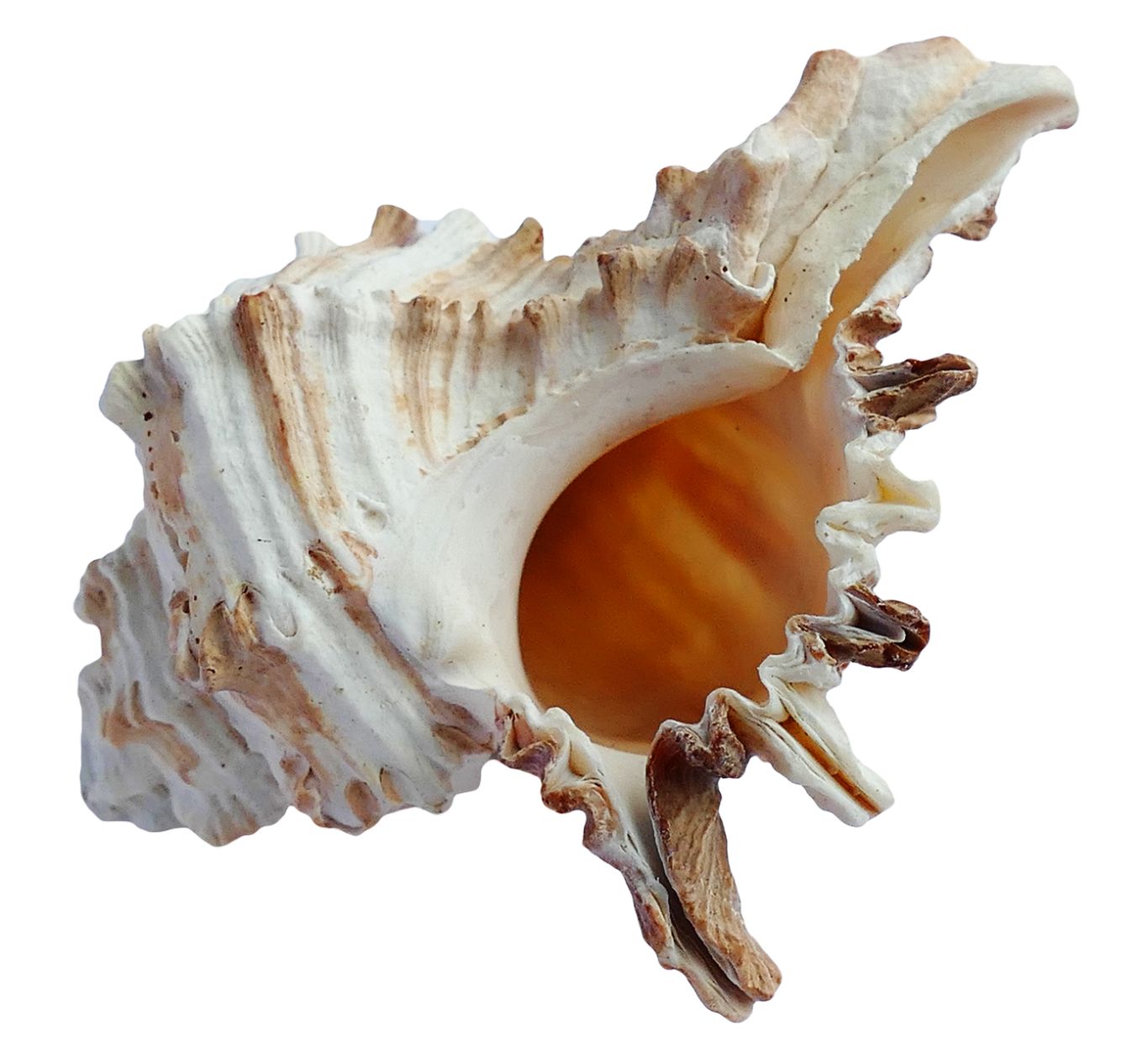 Seashell PNG    图片编号:37120
