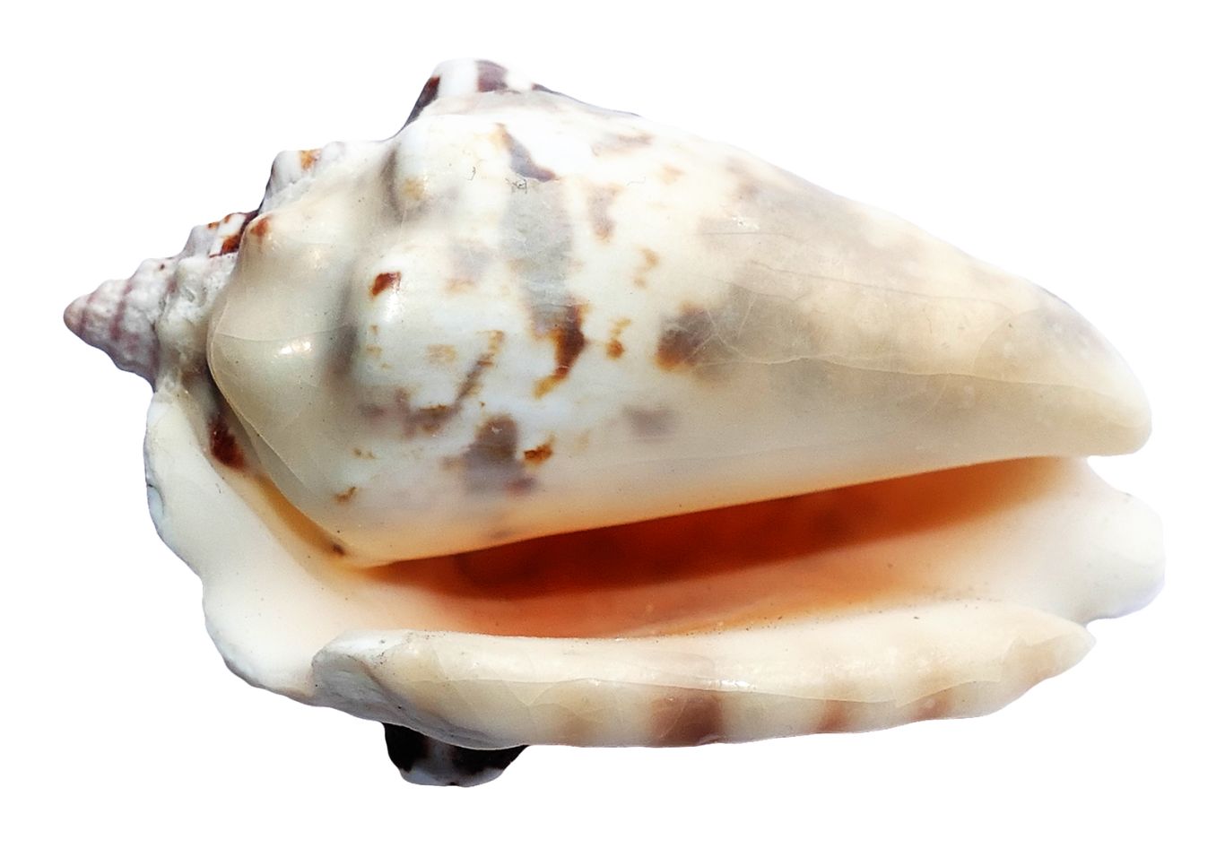 Seashell PNG    图片编号:37121