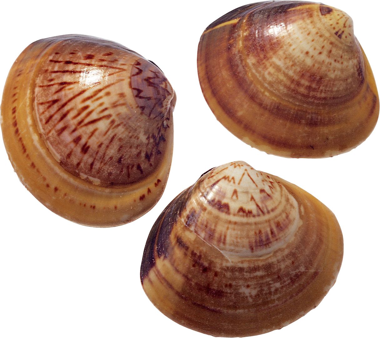 Seashell PNG    图片编号:37077