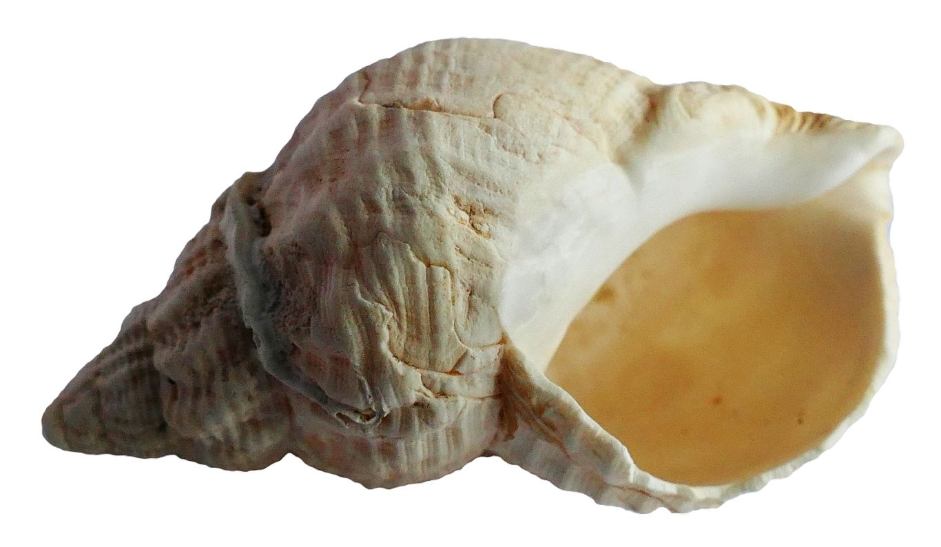 Seashell PNG    图片编号:37122