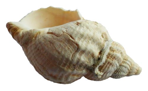 Seashell PNG    图片编号:37123