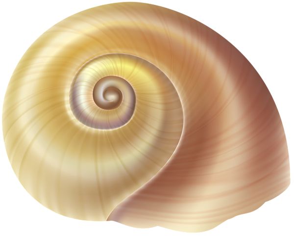 Seashell PNG    图片编号:37127