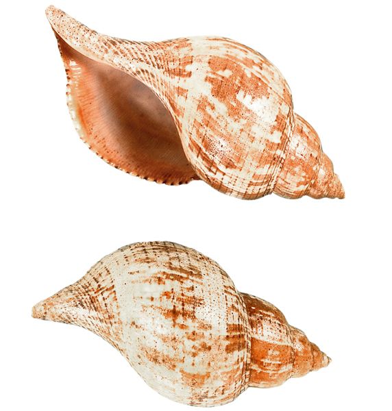 Seashell PNG    图片编号:37128