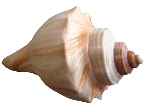Seashell PNG    图片编号:37132