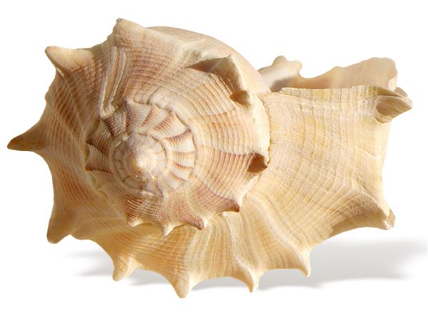 Seashell PNG    图片编号:37133