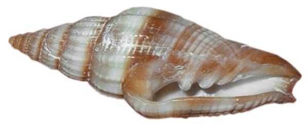 Seashell PNG    图片编号:37134
