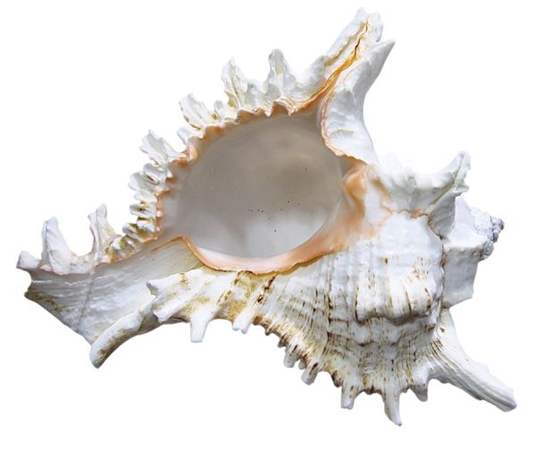 Seashell PNG    图片编号:37140