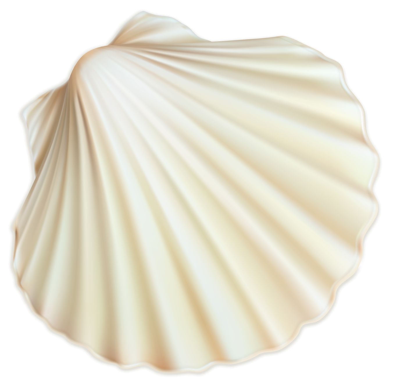 Seashell PNG    图片编号:37141