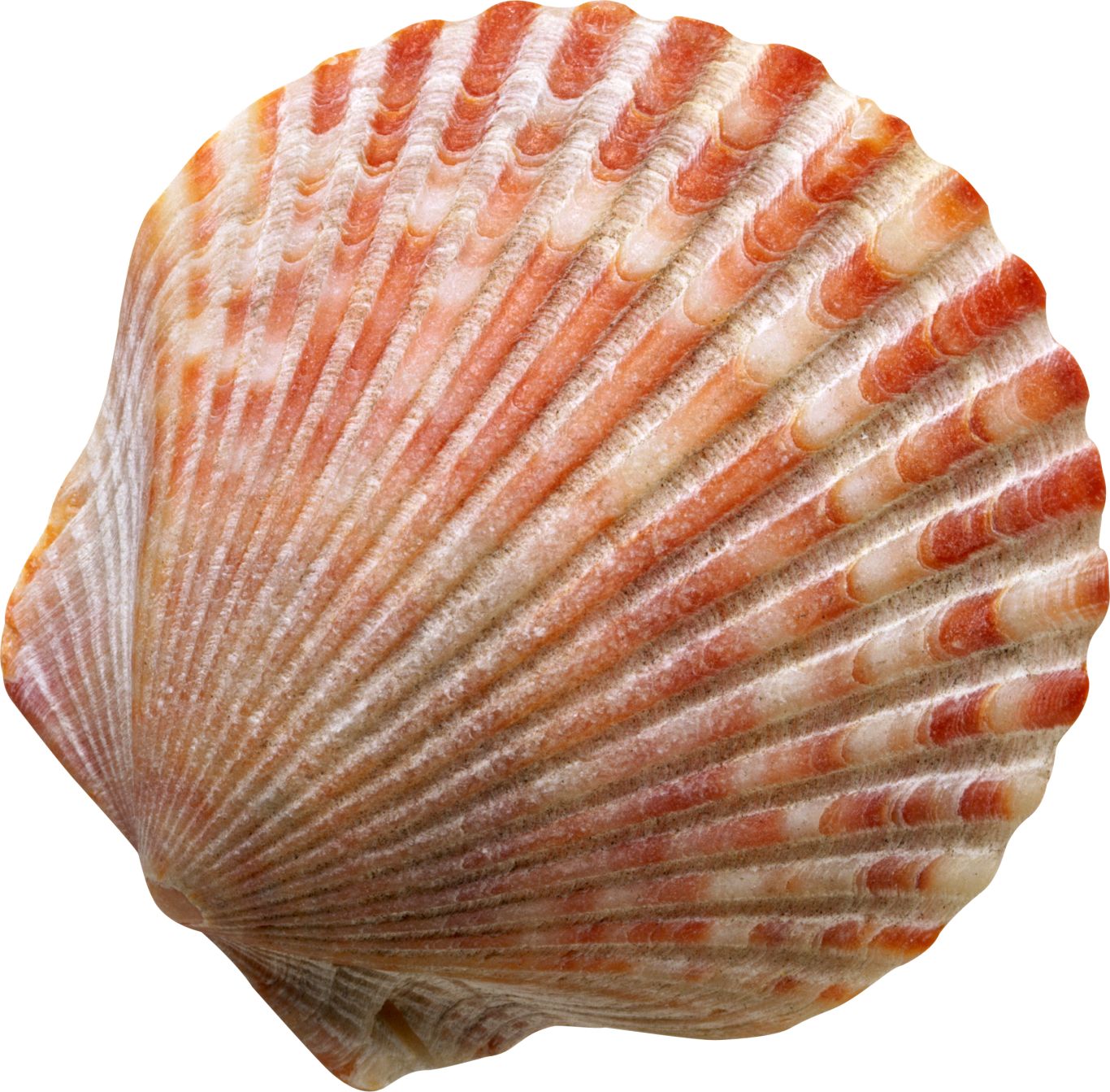 Seashell PNG    图片编号:37144