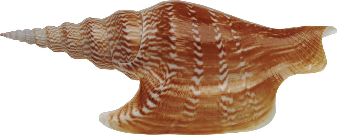 Seashell PNG    图片编号:37145