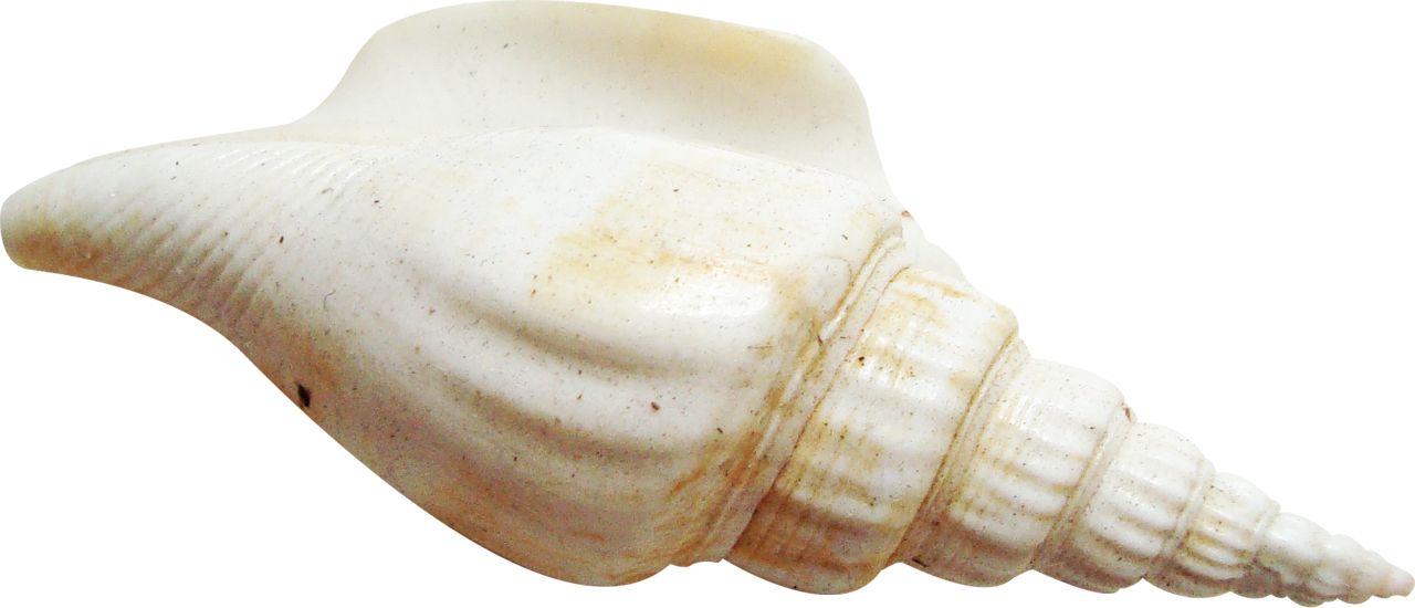 Seashell PNG    图片编号:37147