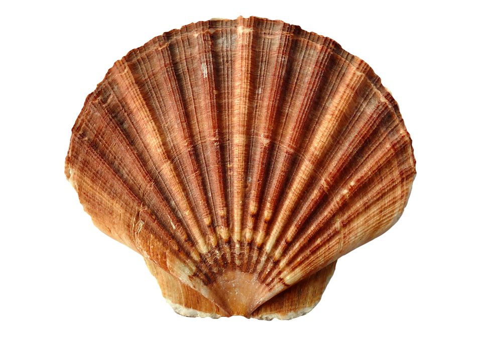 Seashell PNG    图片编号:37148