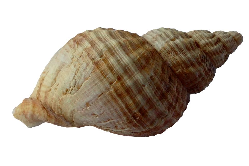 Seashell PNG    图片编号:37149