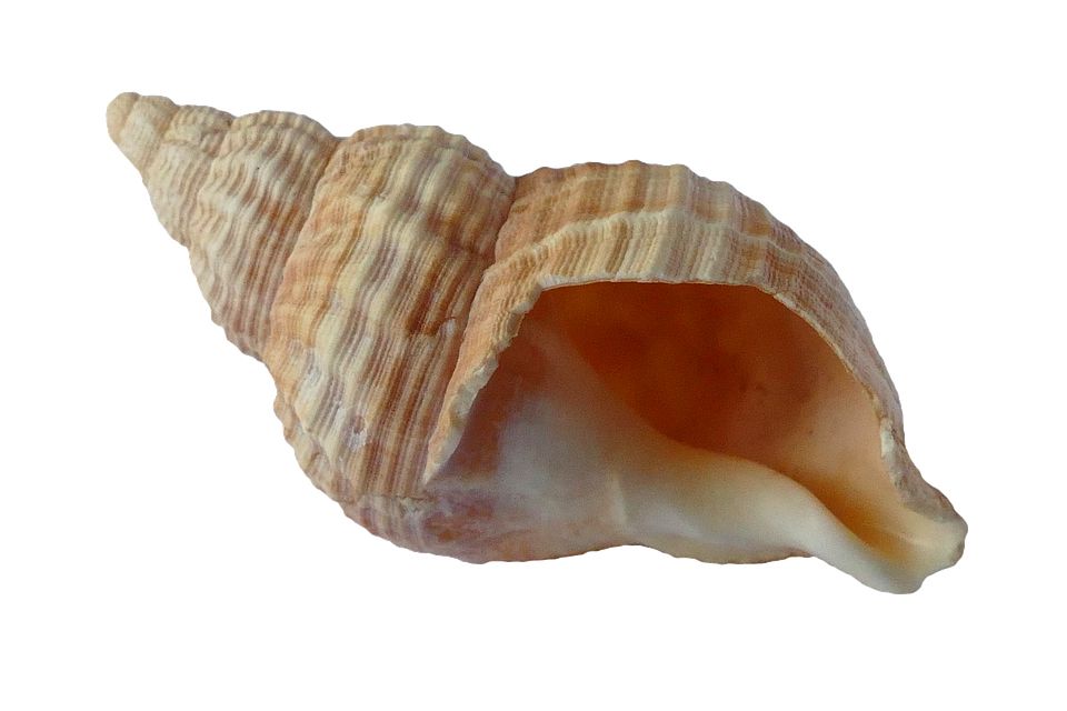 Seashell PNG    图片编号:37150
