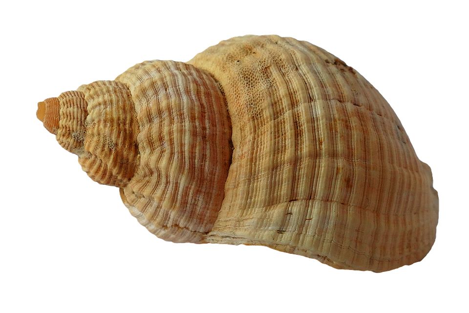 Seashell PNG    图片编号:37151