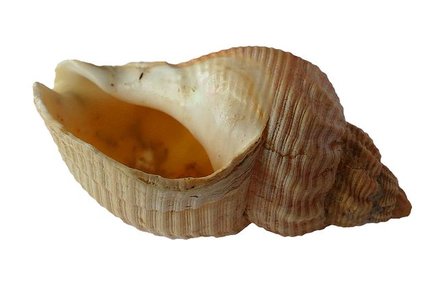 Seashell PNG    图片编号:37152