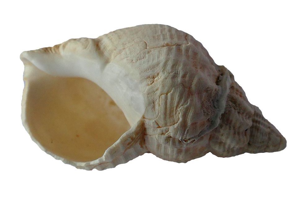 Seashell PNG    图片编号:37153