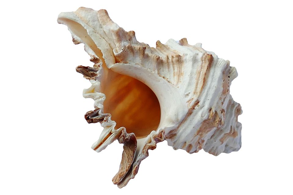 Seashell PNG    图片编号:37155