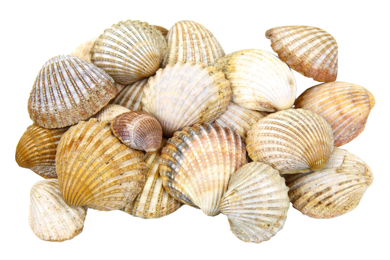 Seashell PNG    图片编号:37156