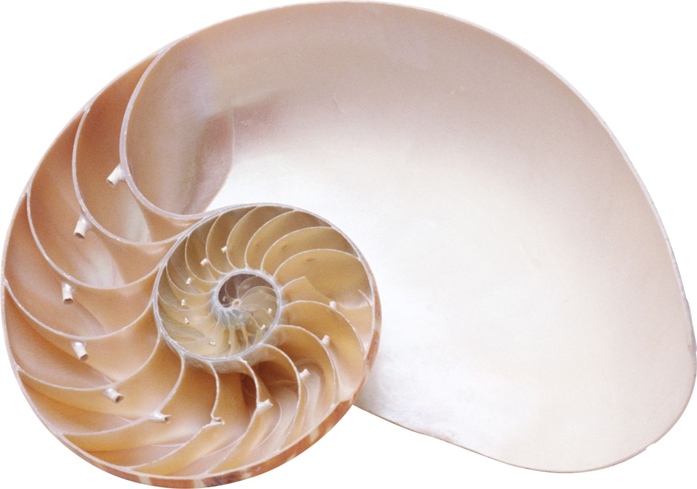 Seashell PNG    图片编号:37081