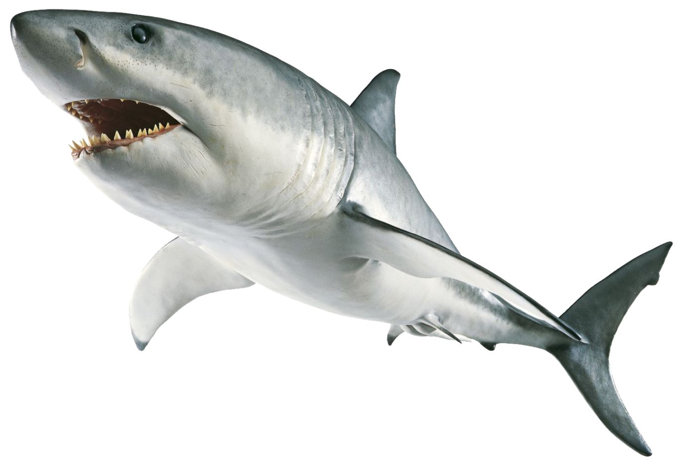 Shark PNG    图片编号:18811