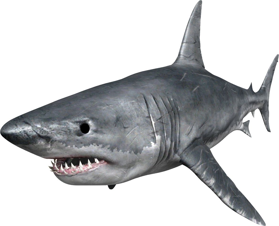 Shark PNG    图片编号:18812