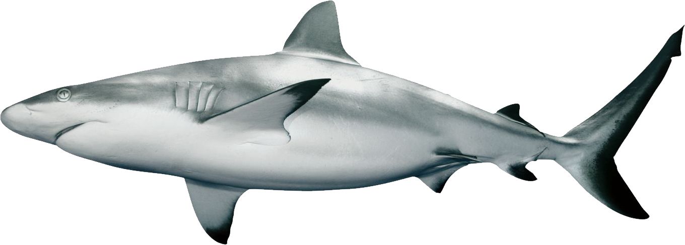 Shark PNG    图片编号:18813