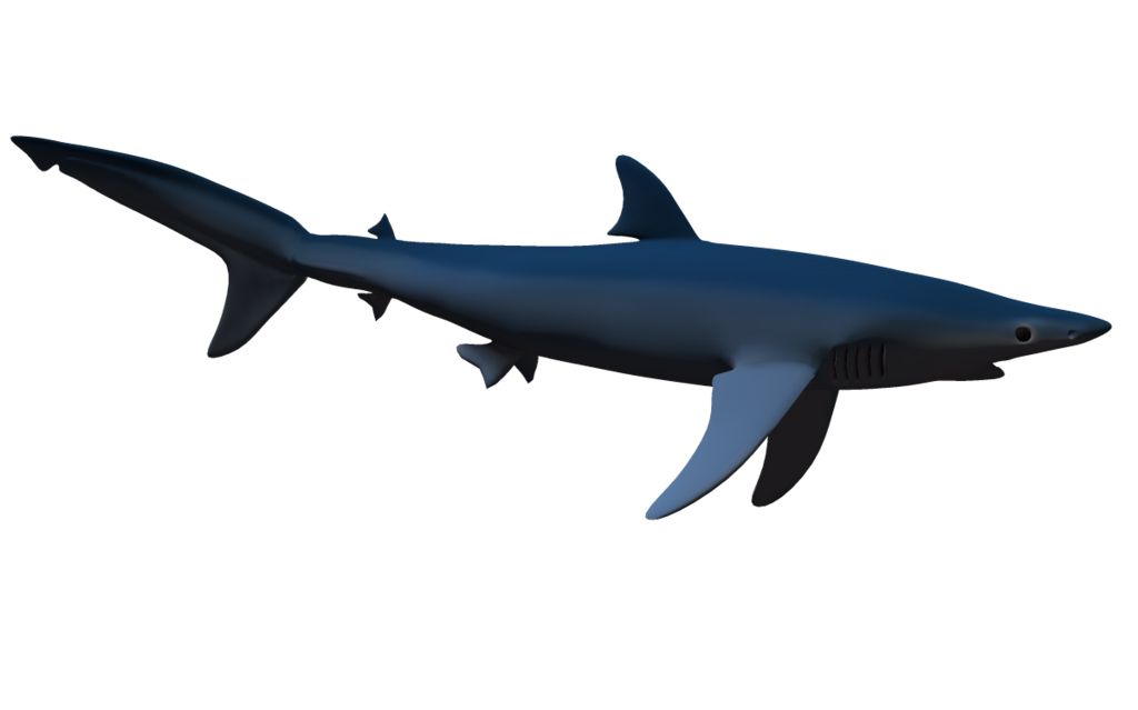 Shark PNG    图片编号:18814