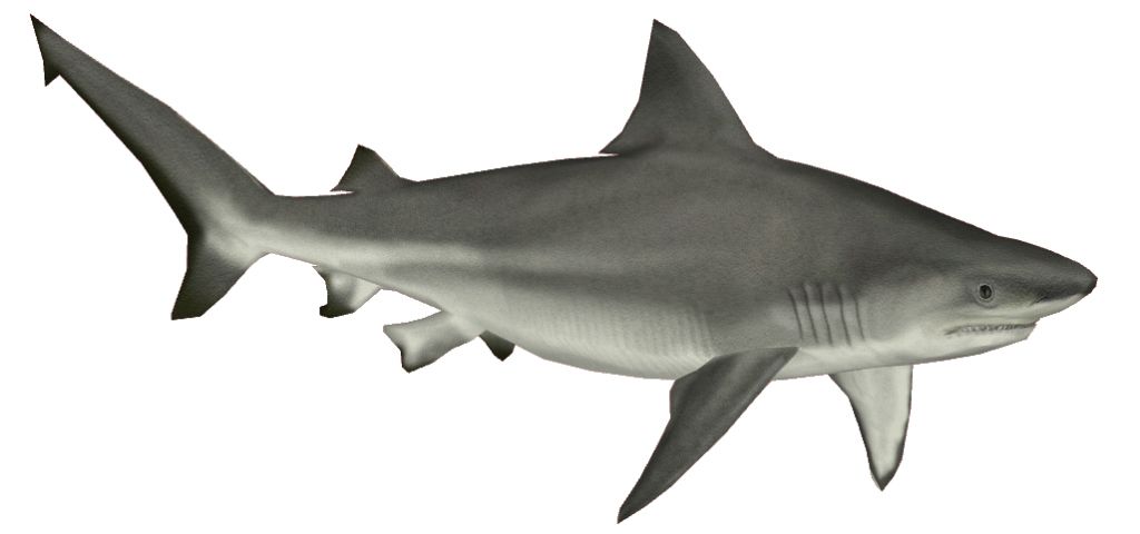 Shark PNG    图片编号:18816
