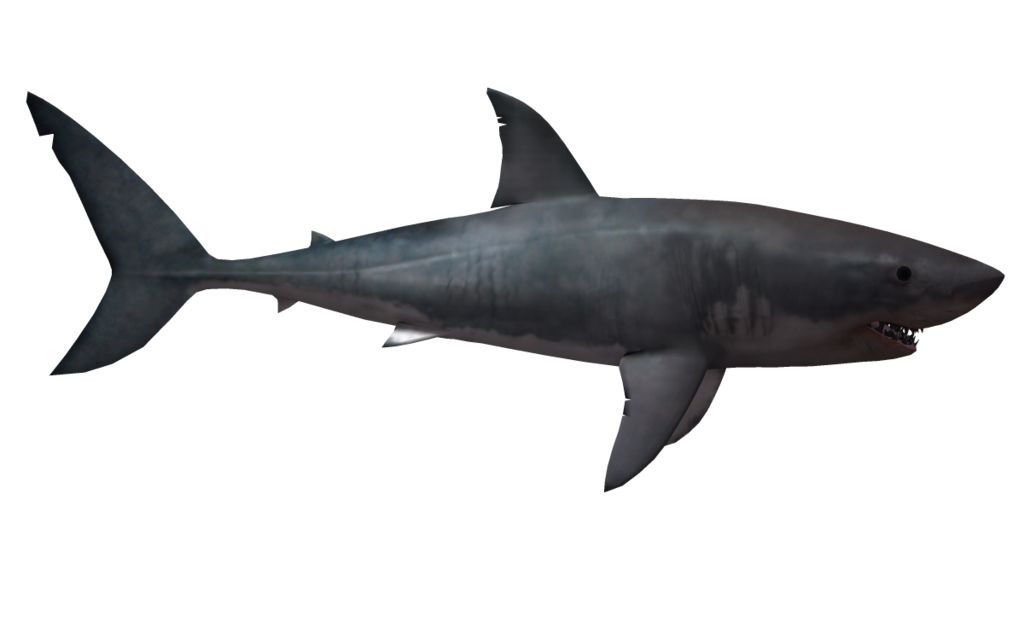 Shark PNG    图片编号:18818
