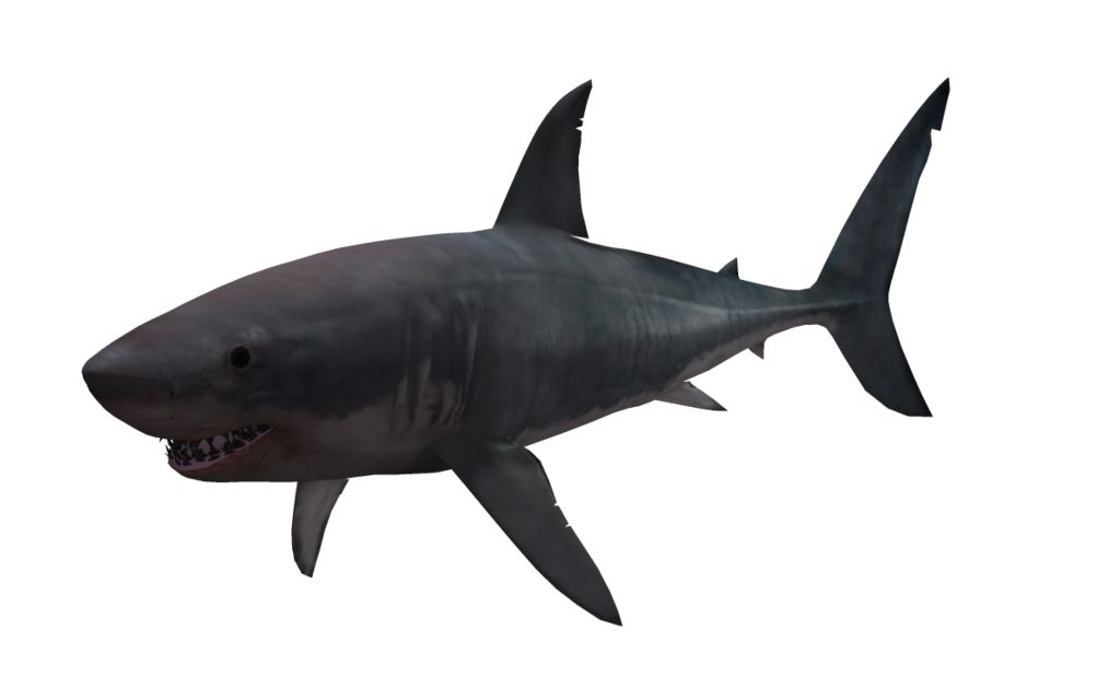 Shark PNG    图片编号:18819
