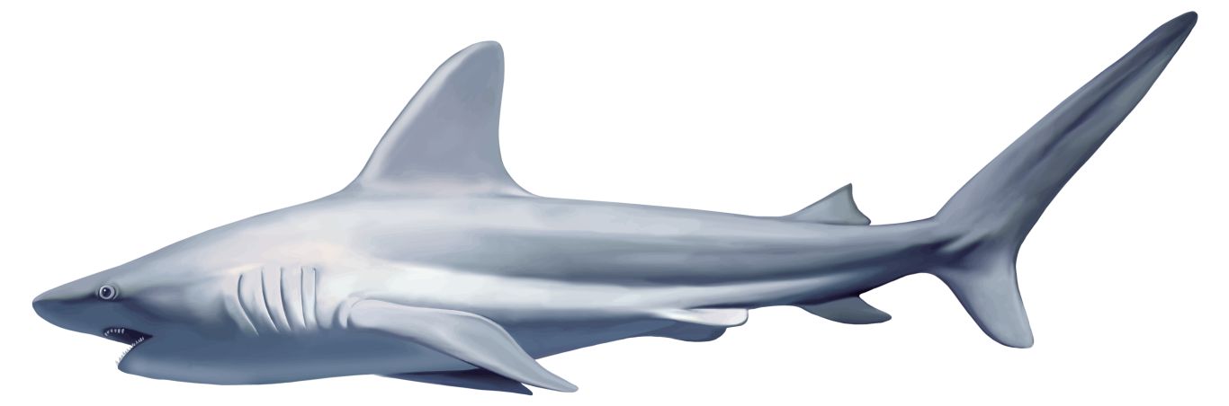 Shark PNG    图片编号:18821