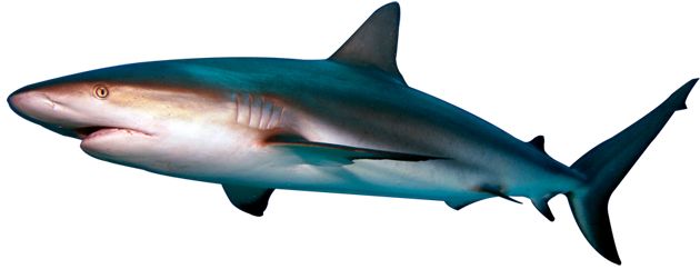 Shark PNG    图片编号:18824
