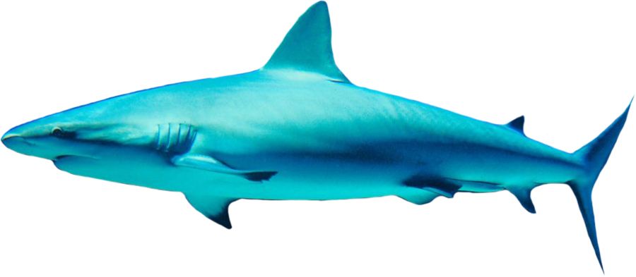 Shark PNG    图片编号:18826