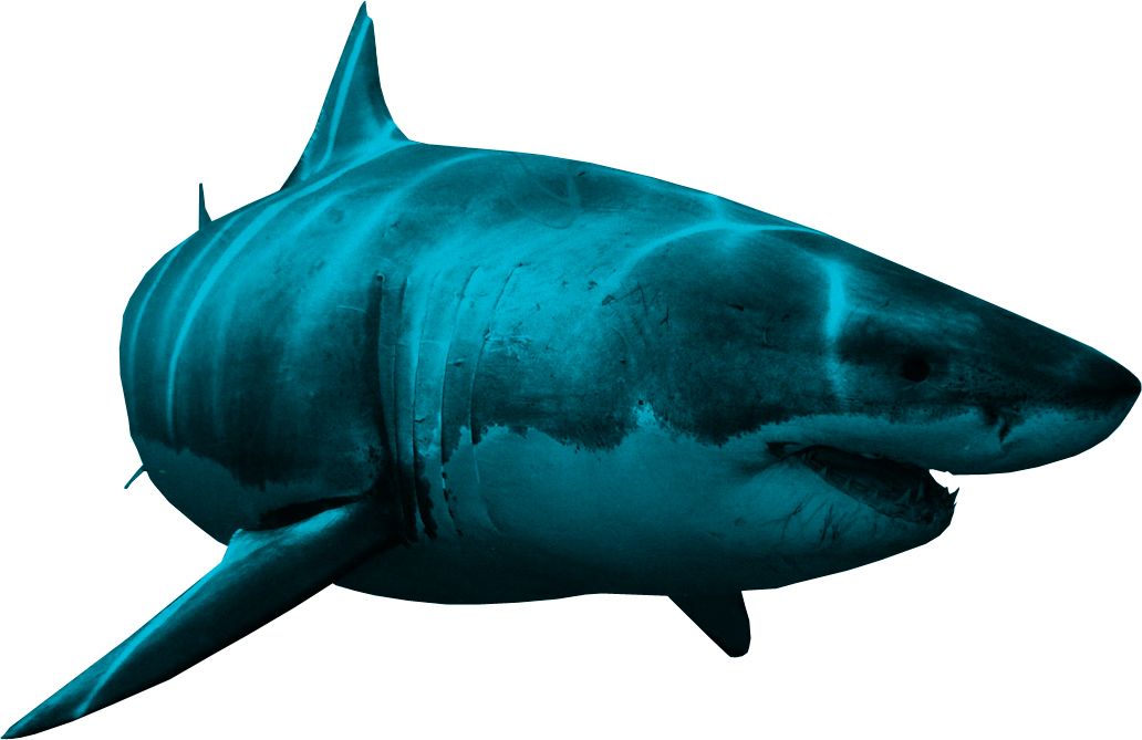 Shark PNG    图片编号:18828