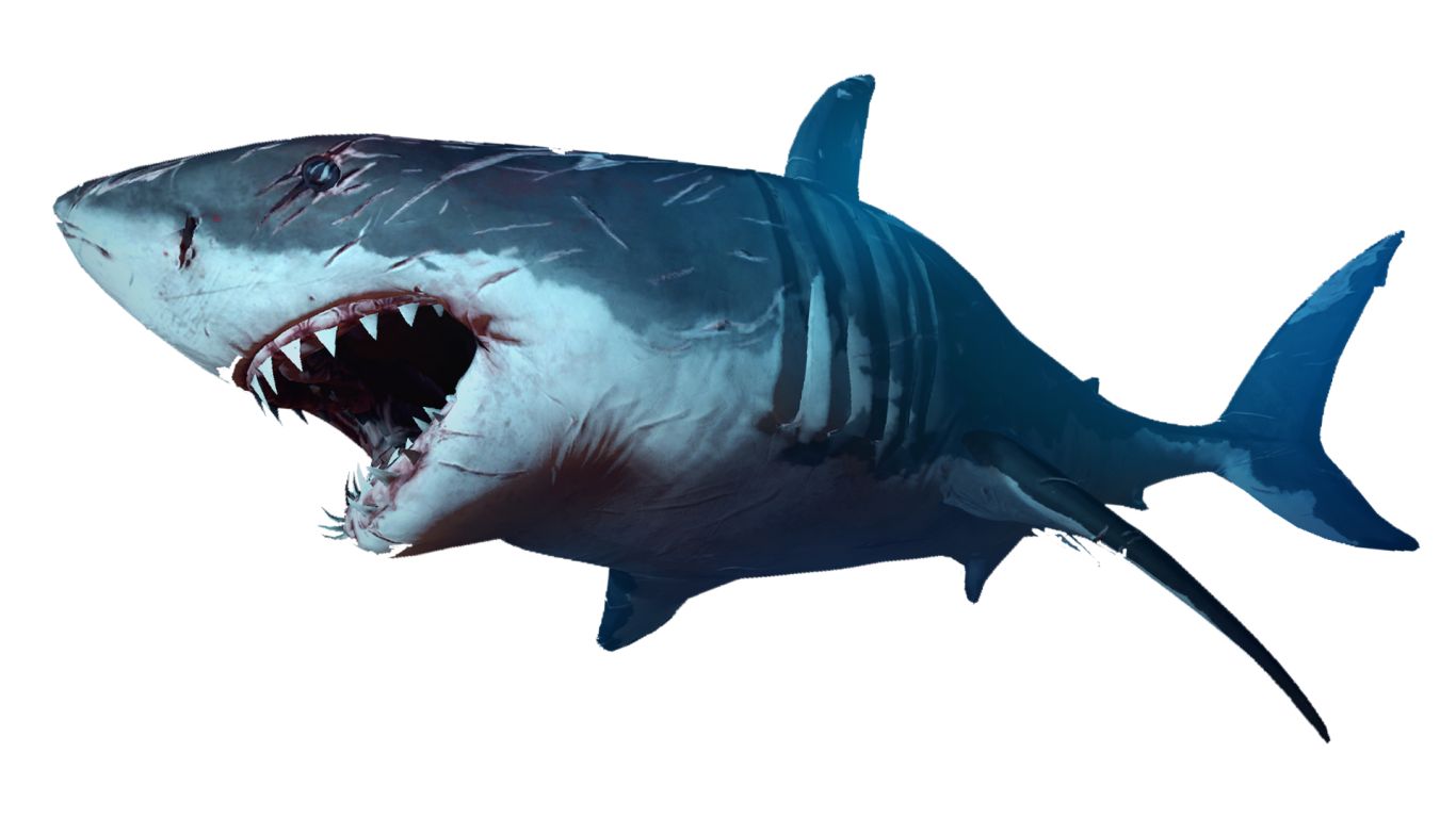 Shark PNG    图片编号:18830