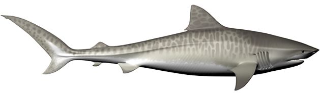 Shark PNG    图片编号:18834