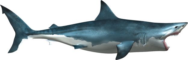 Shark PNG    图片编号:18835