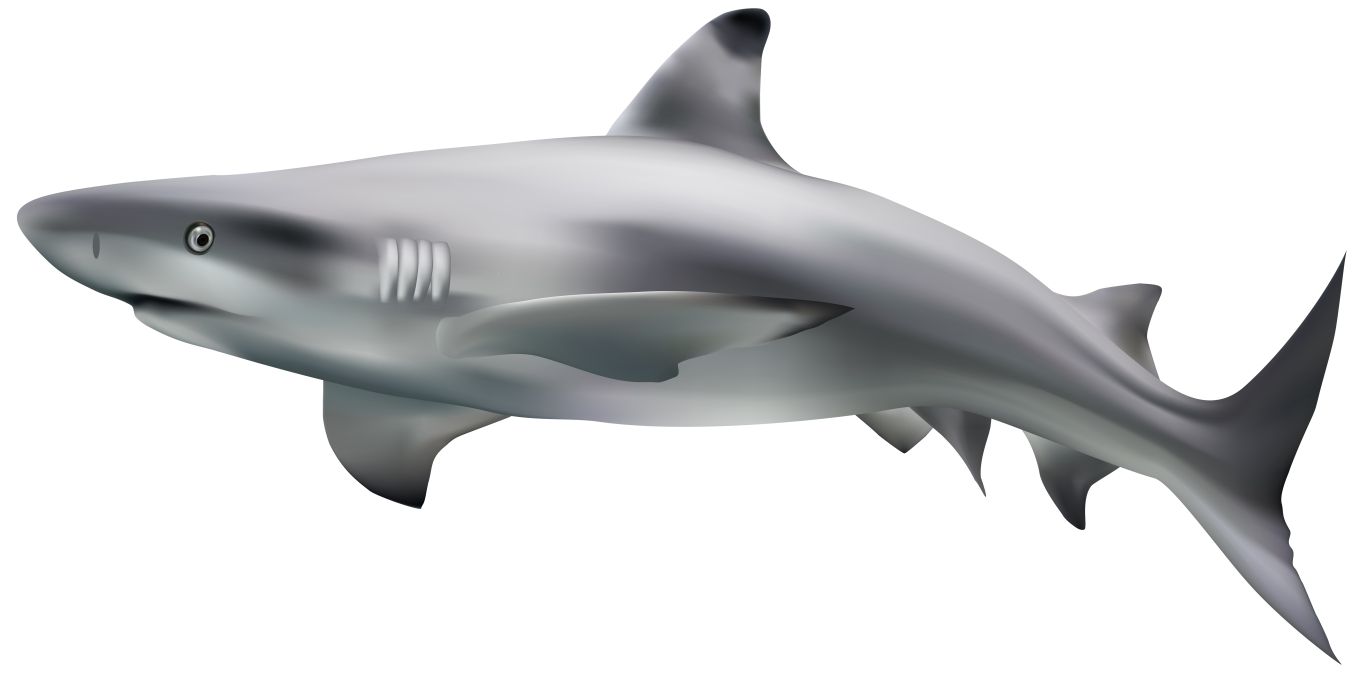 Shark PNG image    图片编号:96510