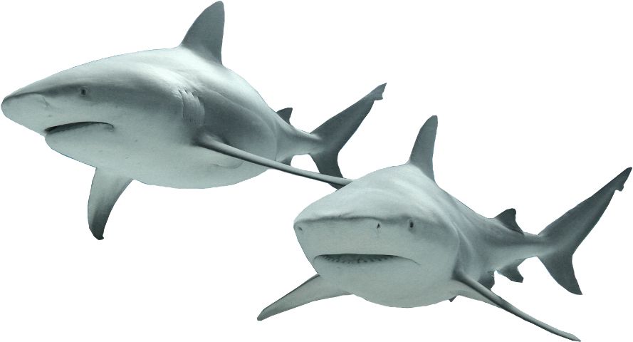 Shark PNG image    图片编号:96513