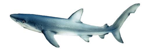 Shark PNG image    图片编号:96518