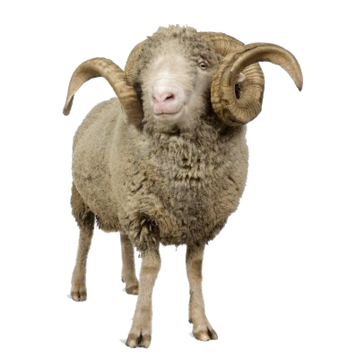 sheep PNG image    图片编号:2176