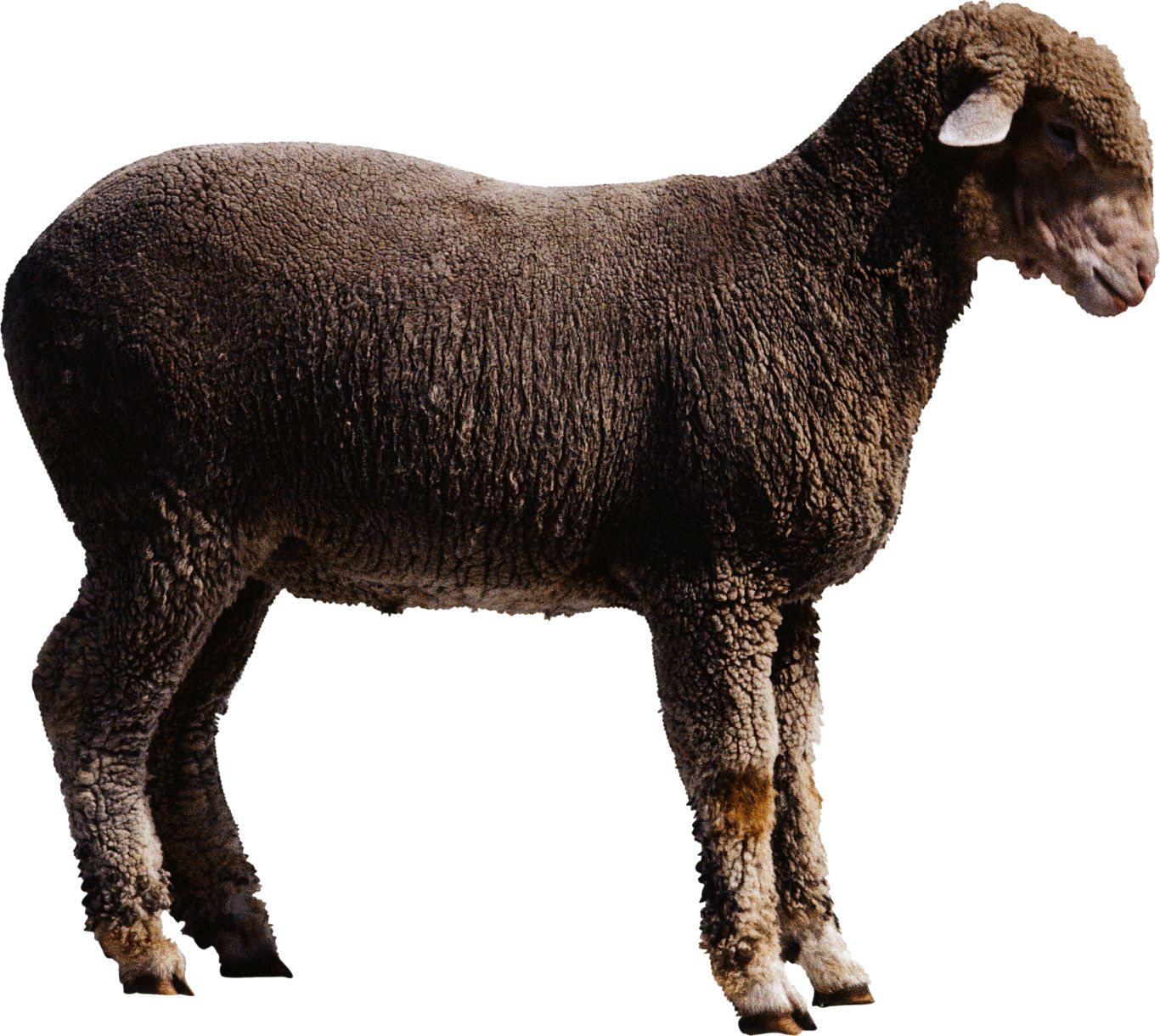 sheep PNG image    图片编号:2179