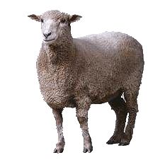 sheep PNG image    图片编号:2181