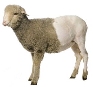 sheep PNG image    图片编号:2185